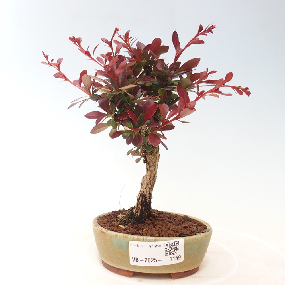 Bonsai für draußen - Berberis thunbergii Kobold