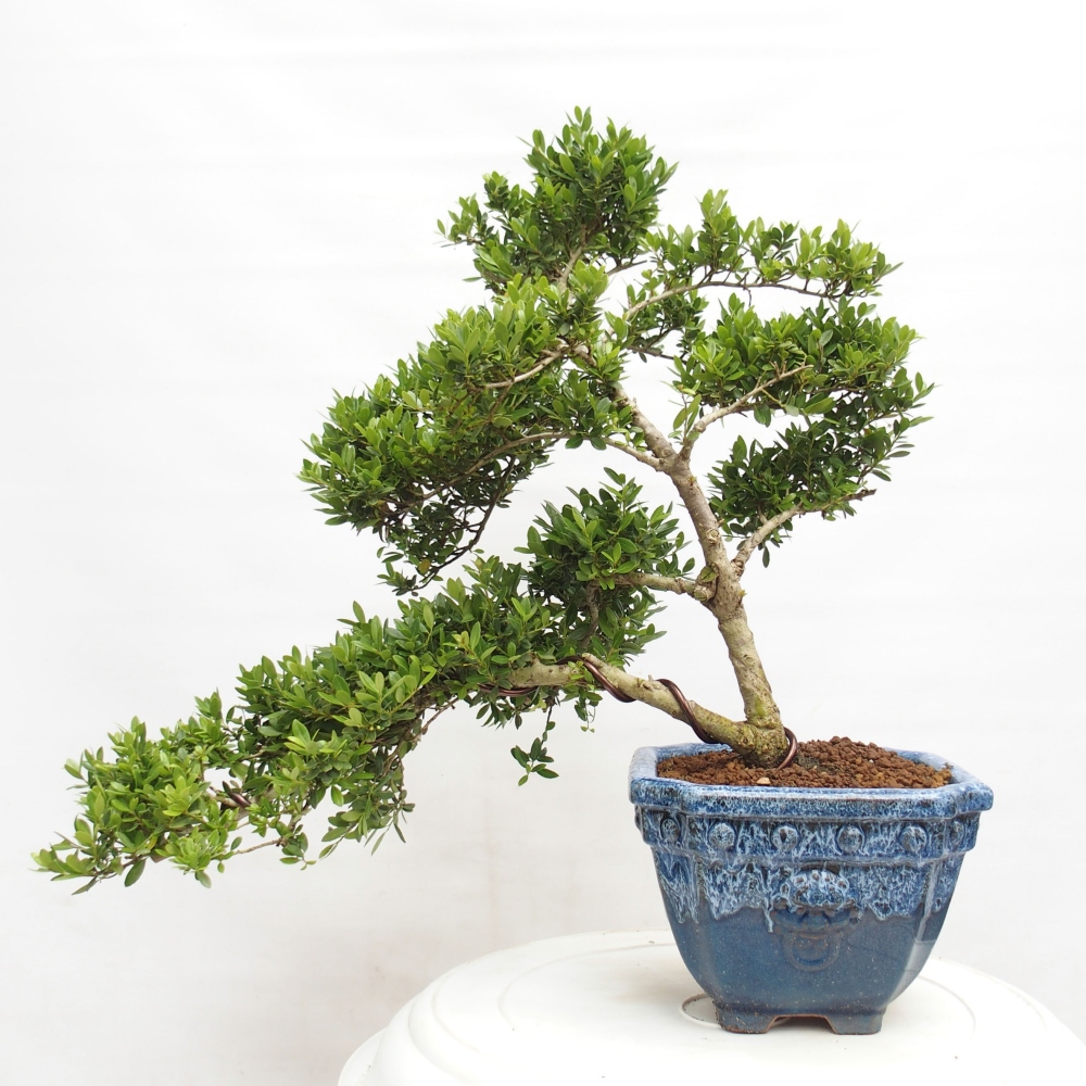 Zimmer Bonsai - Ilex crenata - Stechpalme