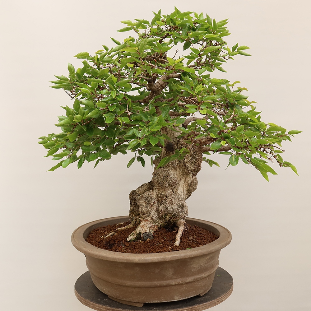Bonsai für draußen - Karpinus Coreana - Koreanische Hainbuche
