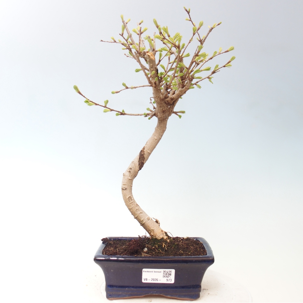 Bonsai für draußen -Pseudolarix amabis-Pseudolarix amabis