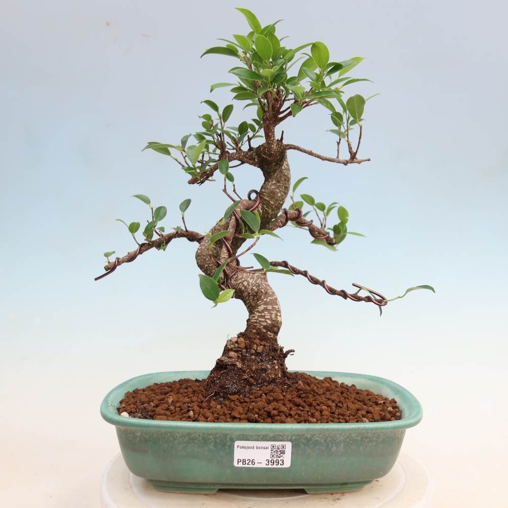 Zimmerbonsai - Ficus kimmen - Kleinblättriger Ficus