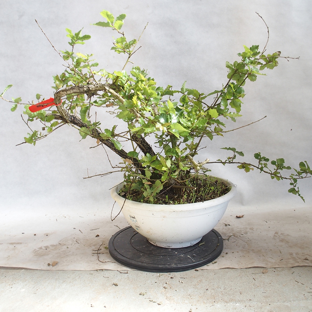 Außenbonsai Quercus Cerris - Eiche Cer