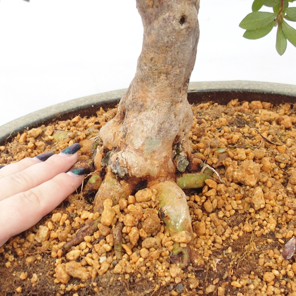 Bonsai für draußen - Japanische Azalee - Azalee Hanatsuzuri