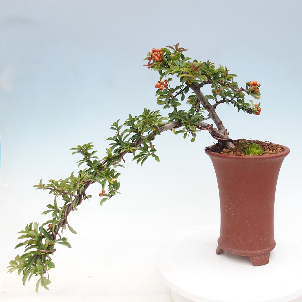 Freiland-Bonsai-Pyracantha Teton -Hlox