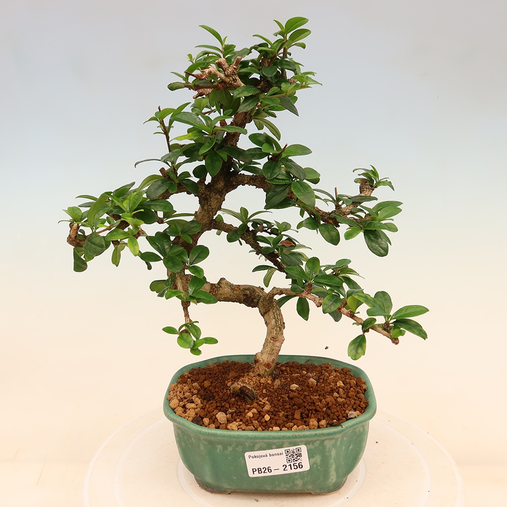 Zimmer-Bonsai - Carmona macrophylla - Tee-Fuki