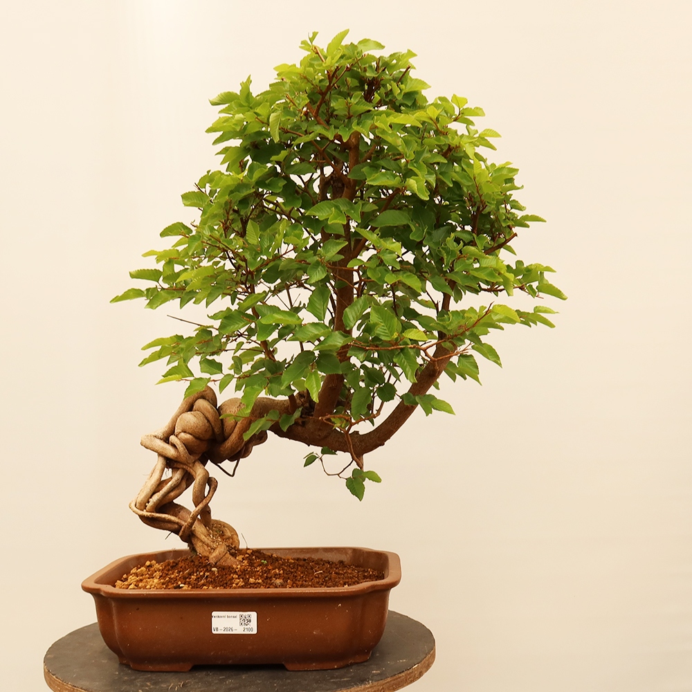 Bonsai für draußen - Karpinus Coreana - Koreanische Hainbuche