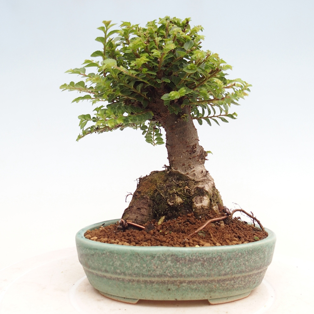 Bonsai für draußen - Ulmus parvifolia Hokkaido - Chinesische Ulme