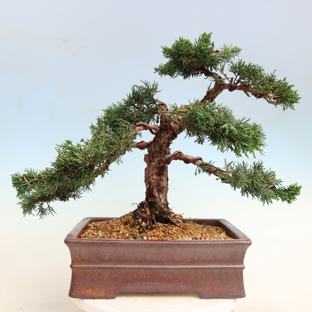 Bonsai für draußen - Juniperus chinensis Kishu