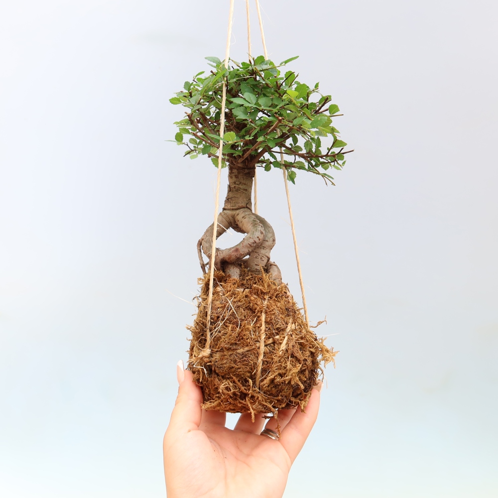 Kokedama in Keramik -Ulmus parvifolia- kleinblättrige Ulme