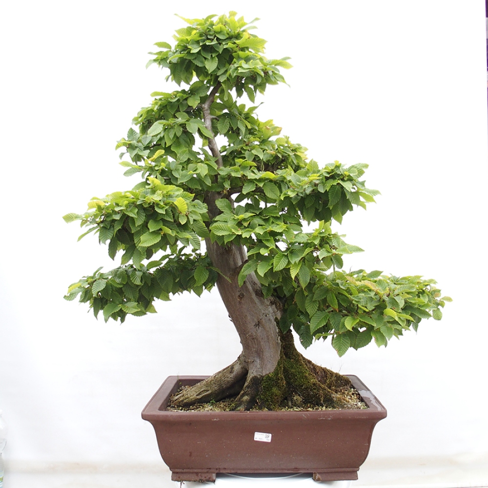 Bonsai für draußen - Hainbuche - Carpinus betulus