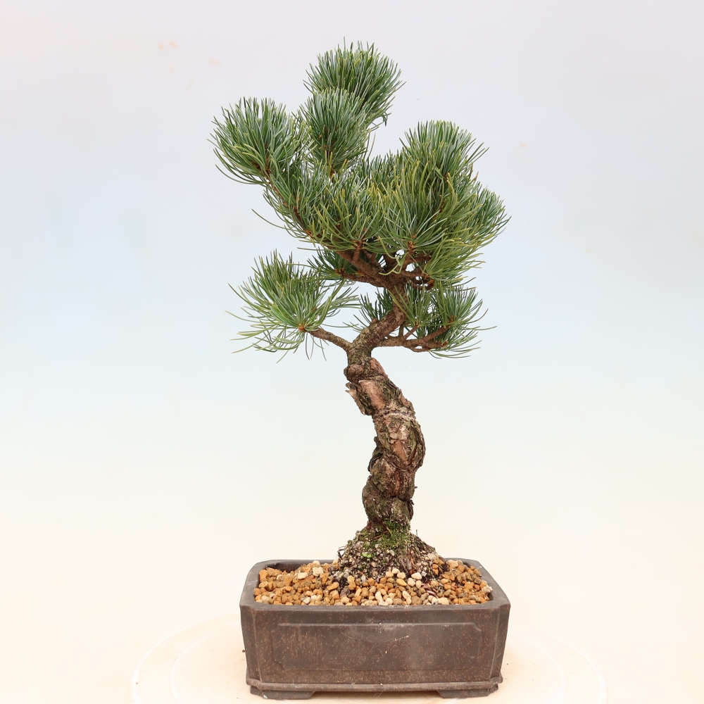 Bonsai für draußen - Pinus parviflora - Pinus parviflora