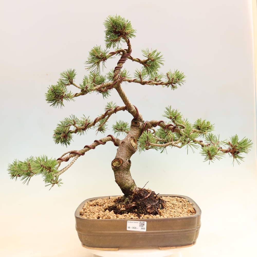 Bonsai für den Außenbereich – Pinus mugo Humpy – Zwergkiefer