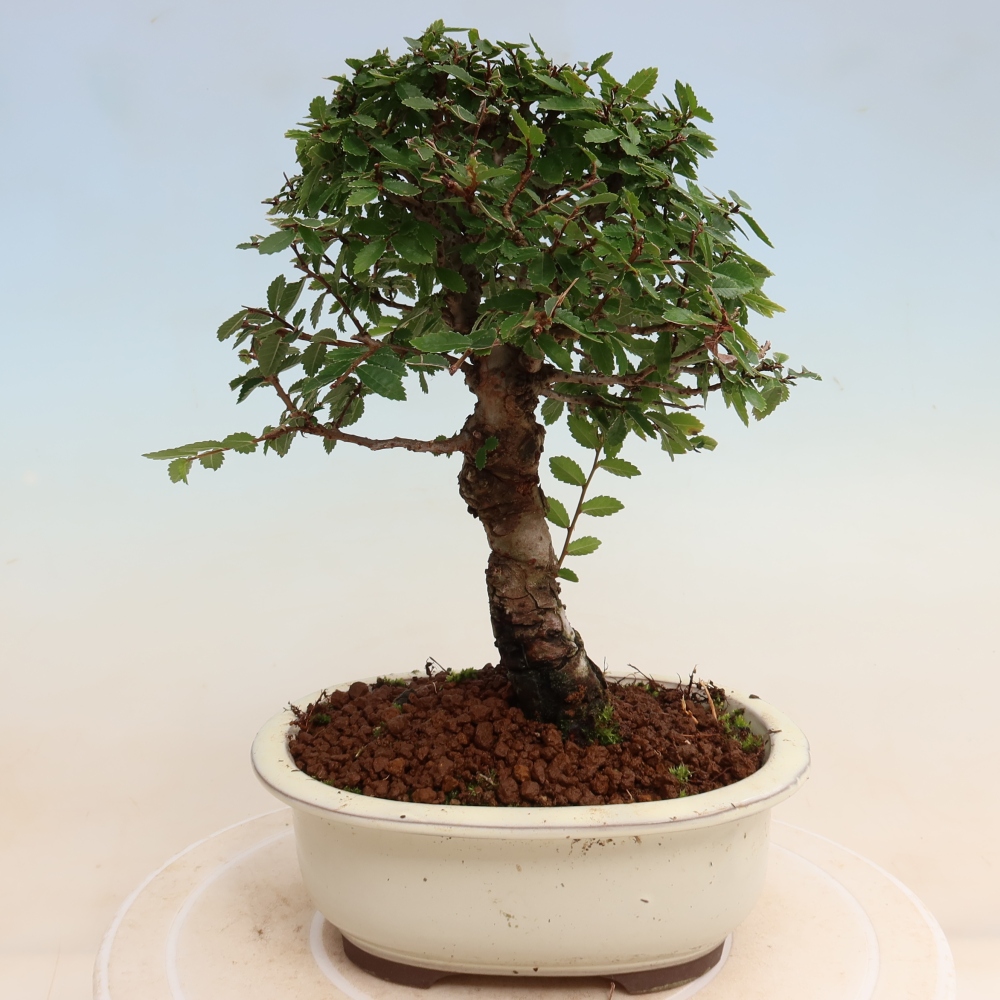 Bonsai für draußen - Zelkova - Zelkova NIRE