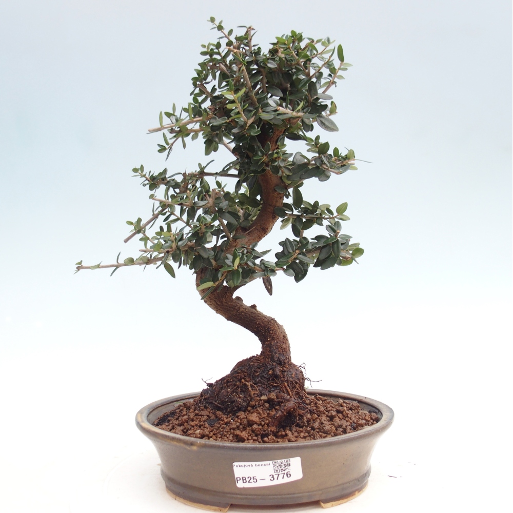 Zimmerbonsai - Olea europaea sylvestris