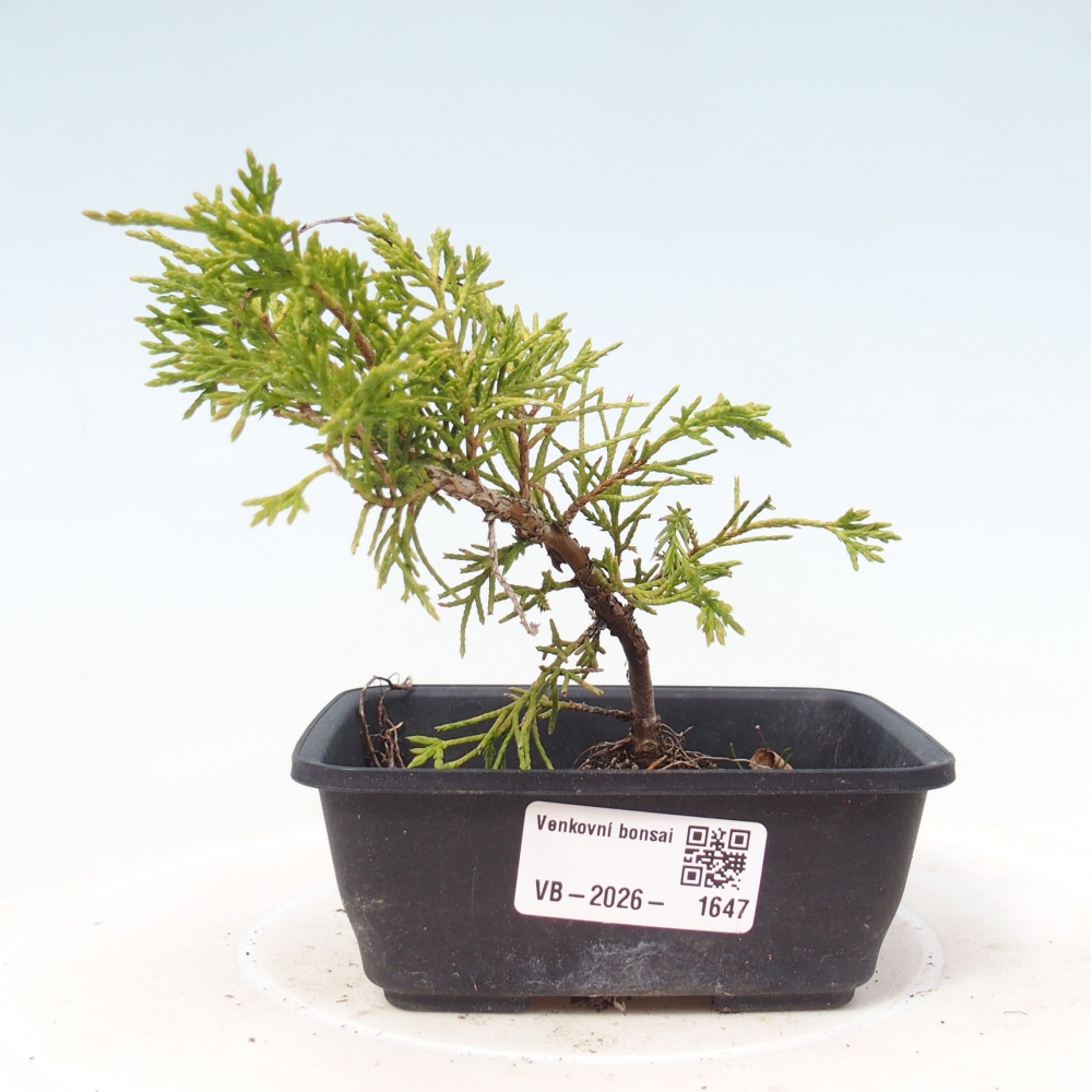 Bonsai für draußen - Juniperus chinensis Itoigawa