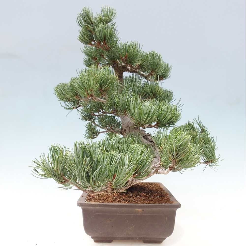 Bonsai für draußen - Pinus parviflora - Pinus parviflora