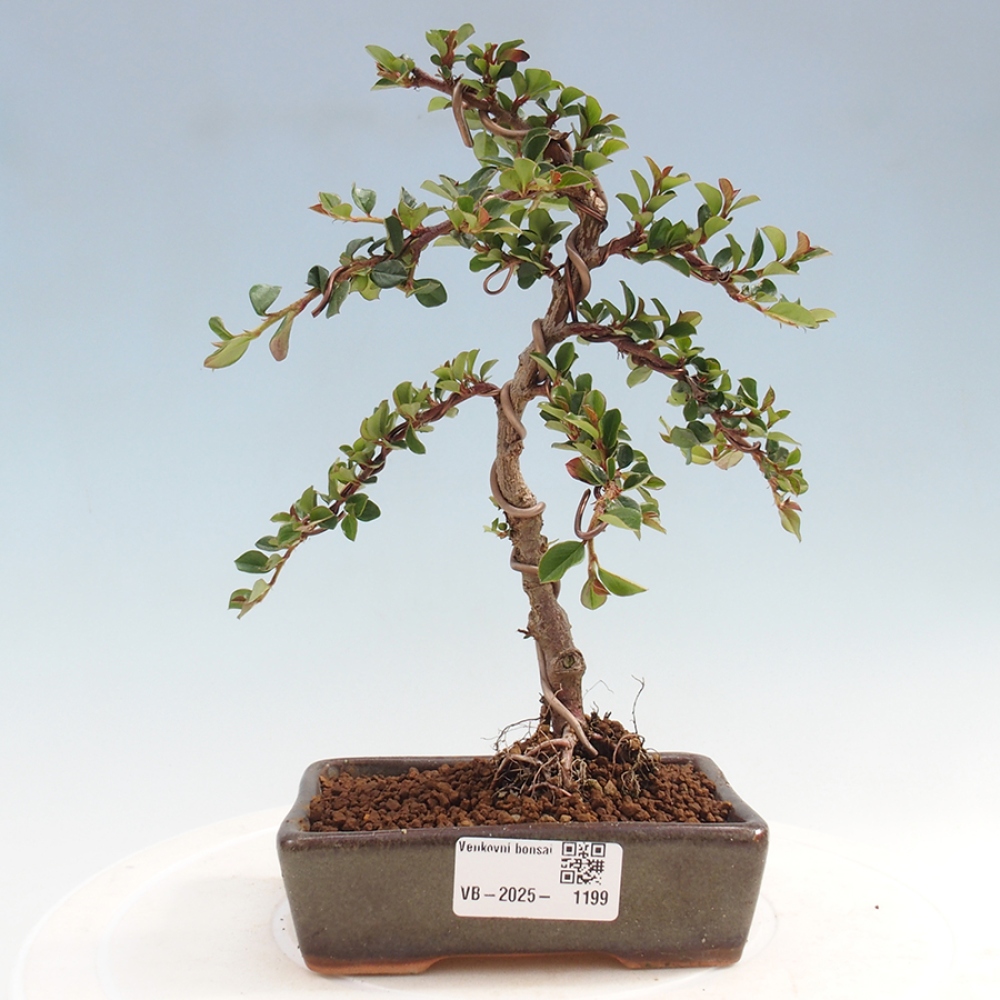 Freiland-Bonsai-Cotoneaster horizontalis - Rocky Mountain