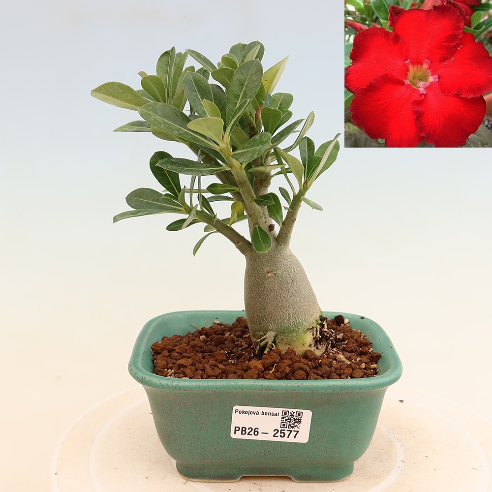 Zimmerbonsai – Adenium obesum „Red Star“ – Wüstenrose