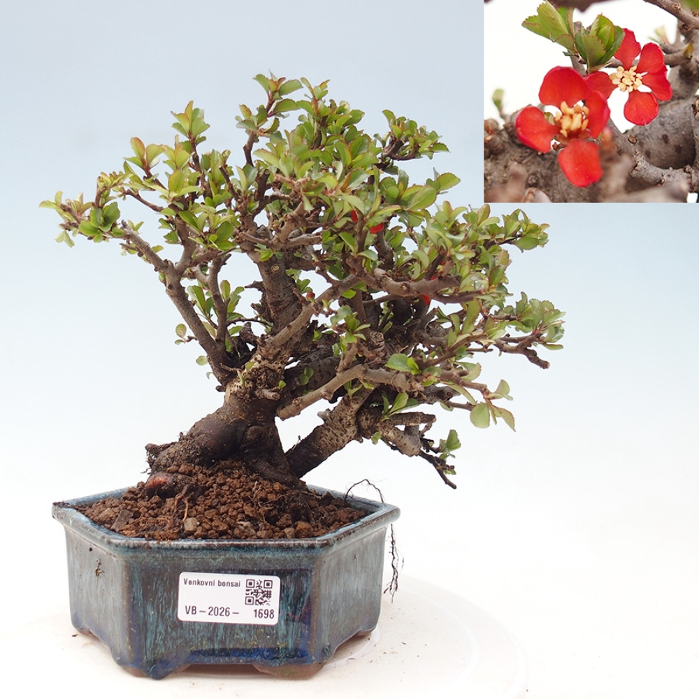 Bonsai für draußen - Chaneomeles speciosa - Quitte