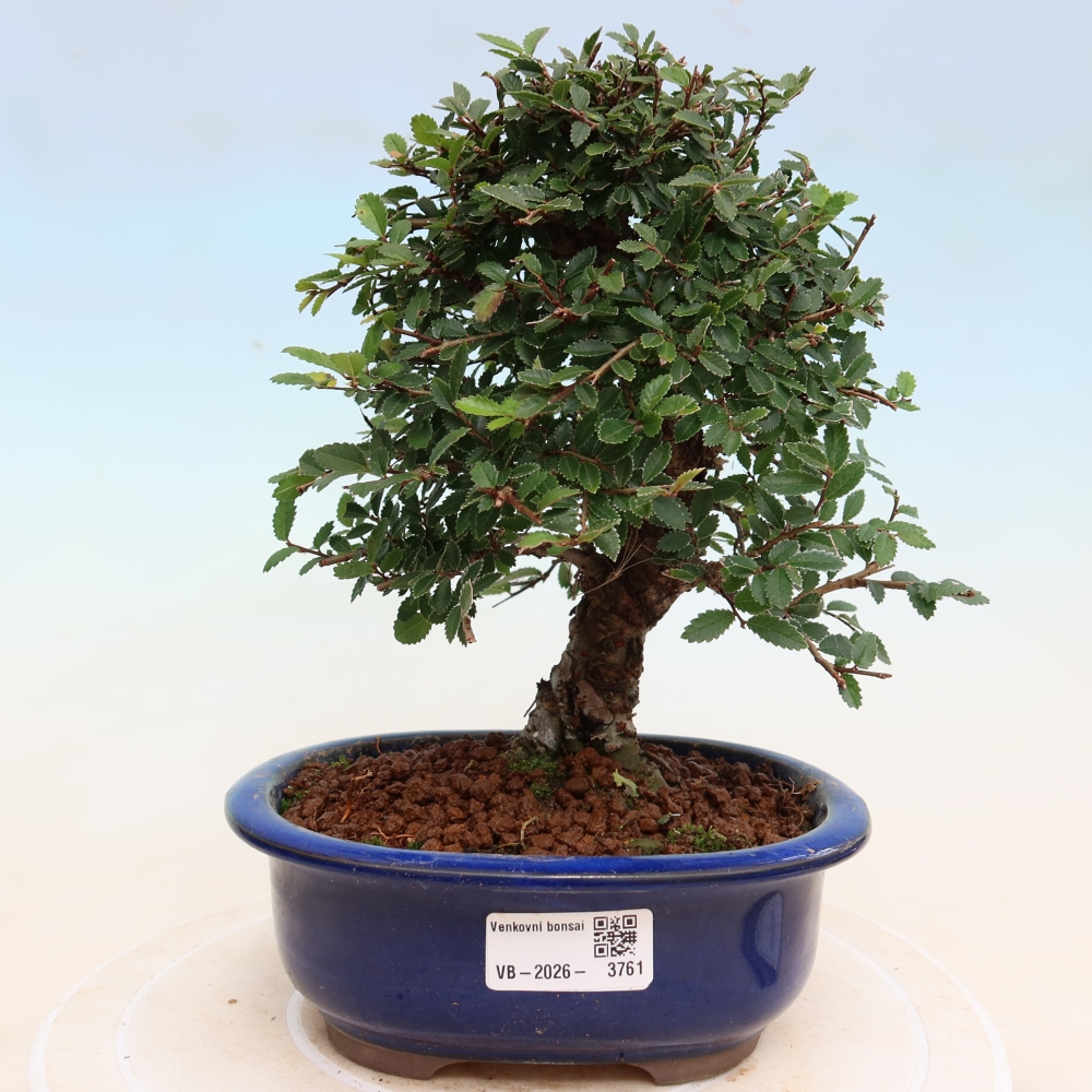 Bonsai für draußen - Zelkova - Zelkova NIRE