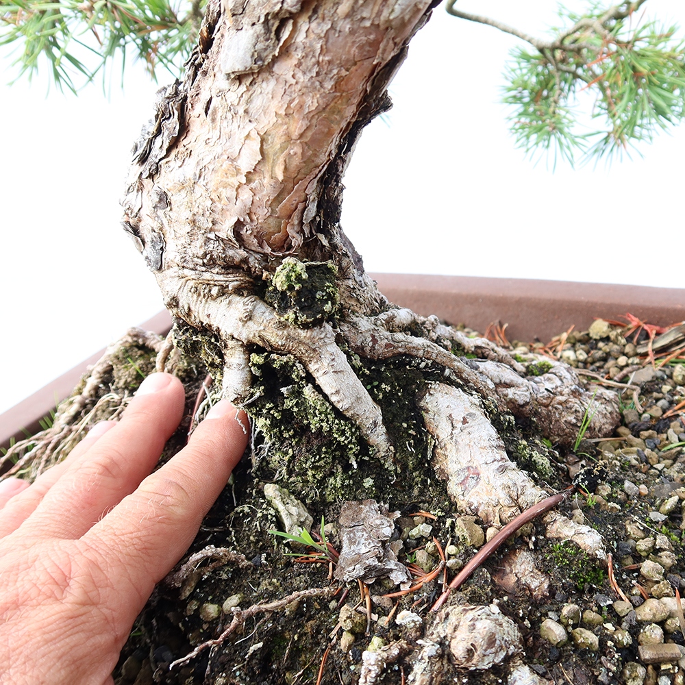 Pinus sylvestris Spanien – Waldkiefer