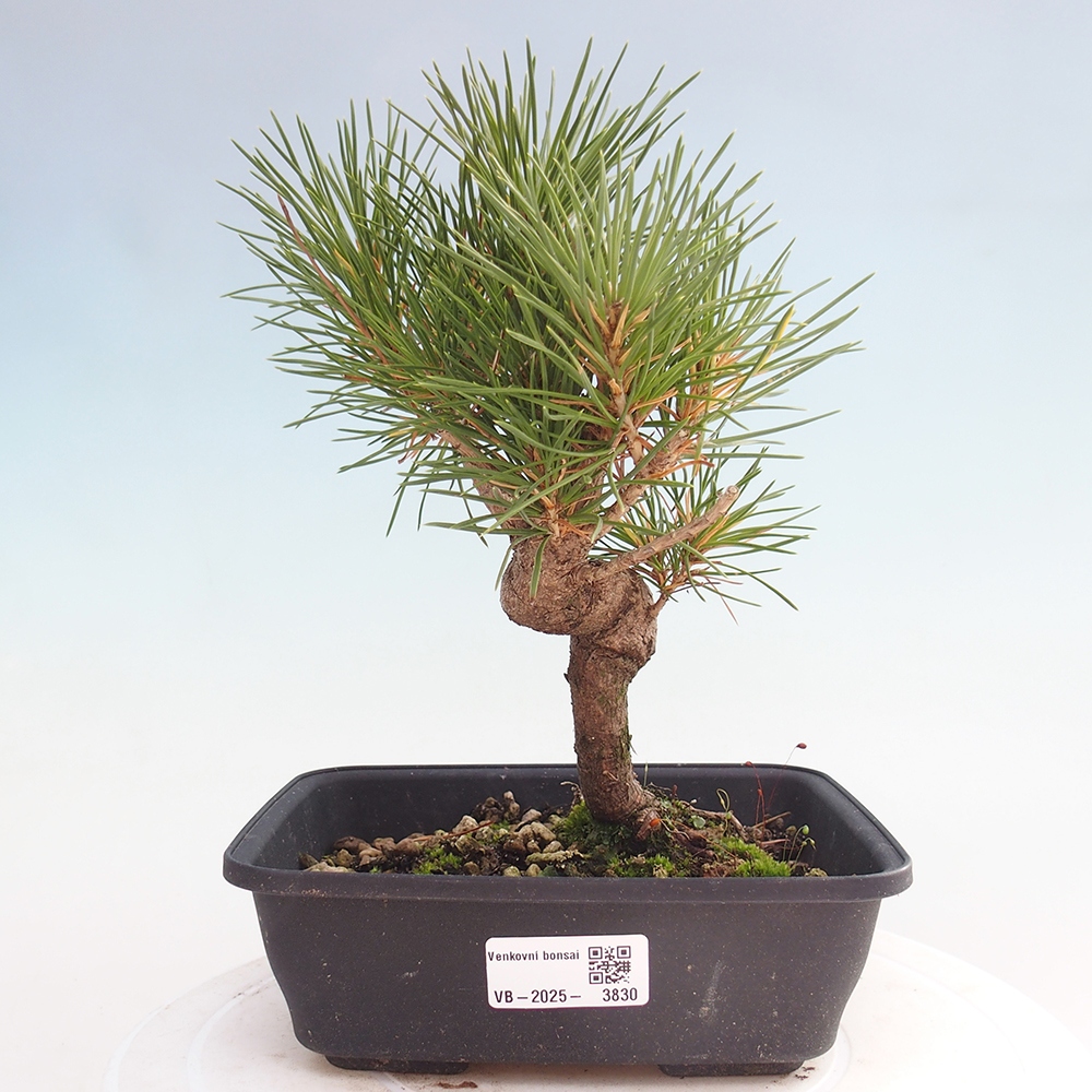 Bonsai für draußen - Pinus thunbergii - Thunberg-Kiefer