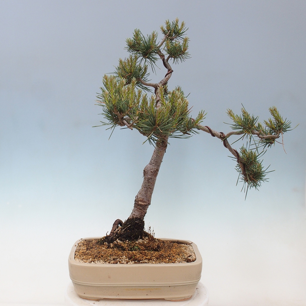 Bonsai für draußen - Pinus Sylvestris Watererri - Waldkiefer
