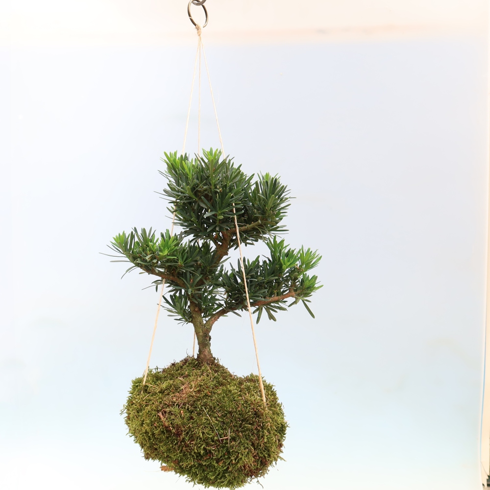 Kokedama in Keramik – Podocarpus – Steineibe