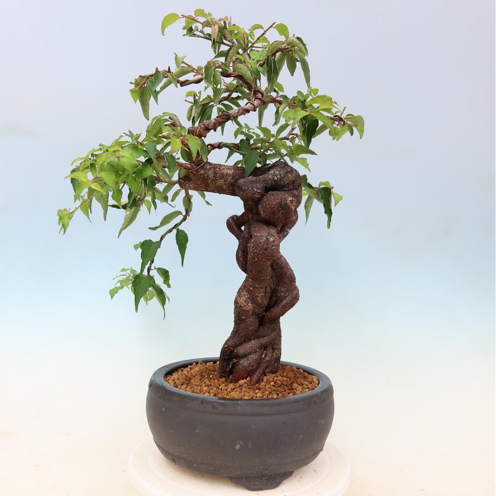 Bonsai für den Außenbereich – Japanischer Aprikosenbaum – Prunus Mume