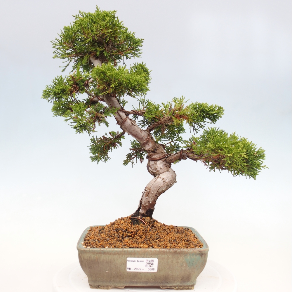 Bonsai für draußen - Juniperus chinensis Itoigawa