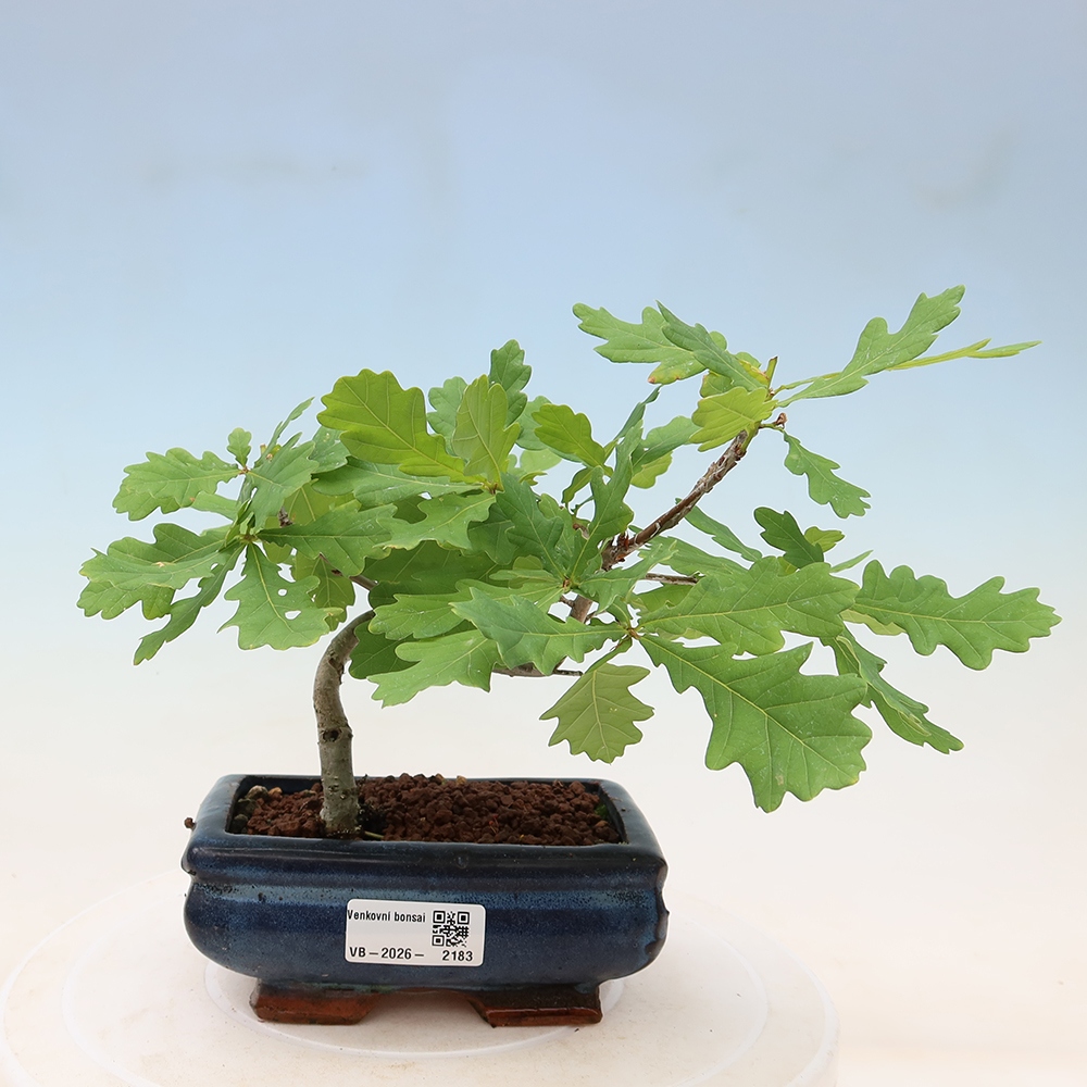 Freiland-Bonsai – Quercus robur – Stieleiche