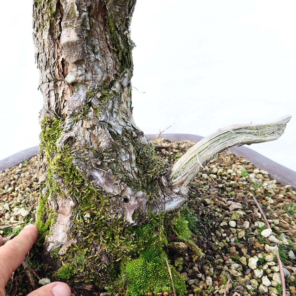 Pinus sylvestris Spanien – Waldkiefer