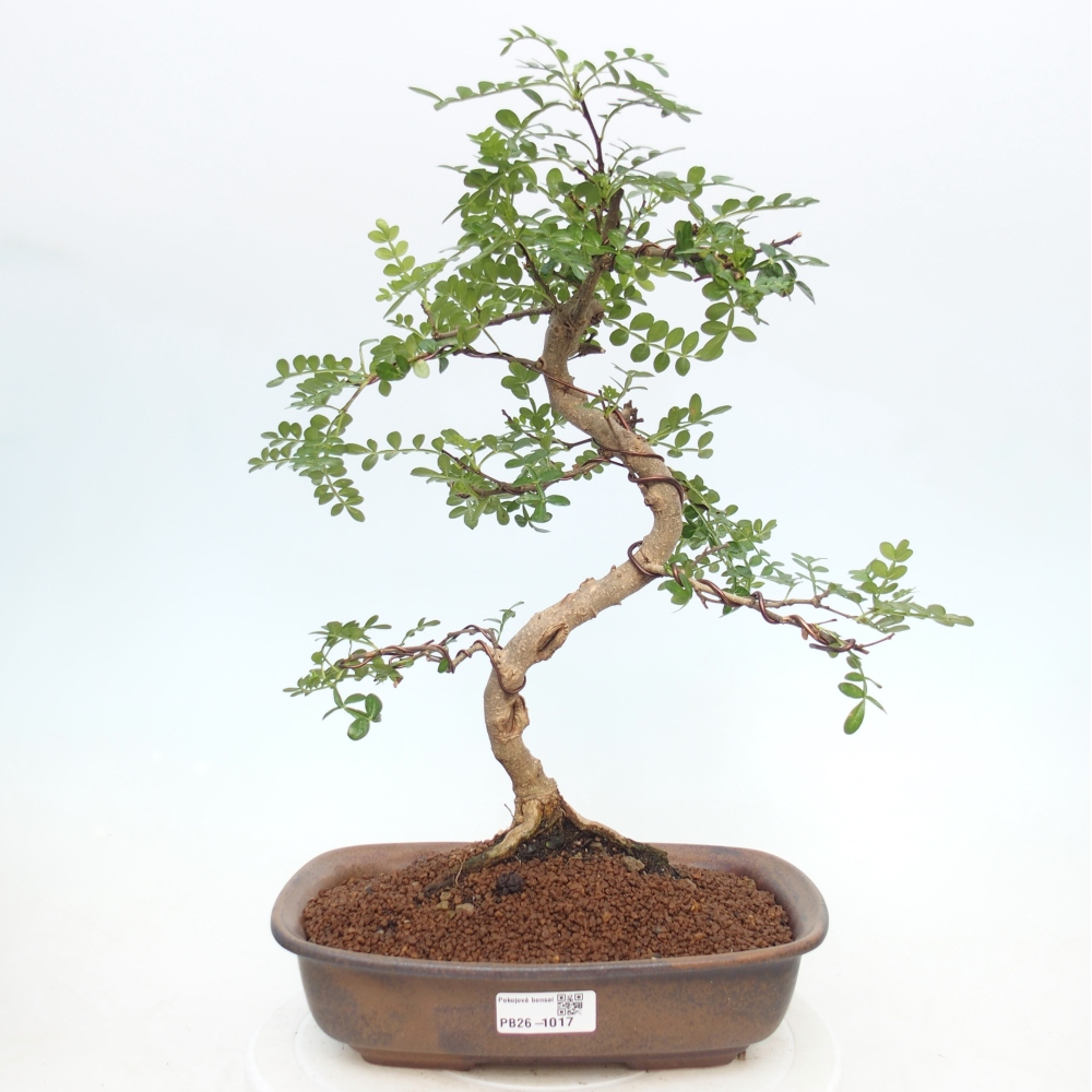 Zimmer Bonsai - Zantoxylum piperitum - Pfefferbaum
