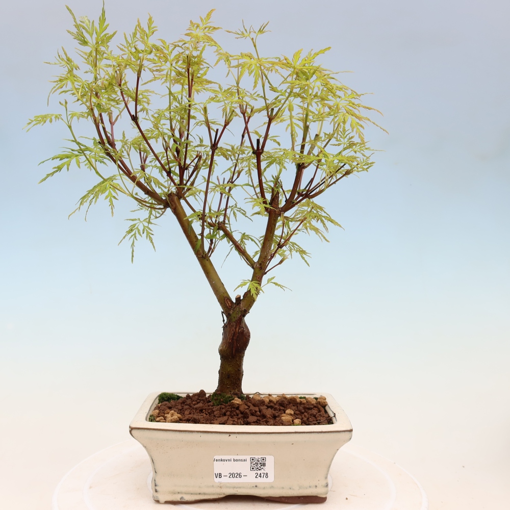 Bonsai für draußen - Acer palmatum Dissectum