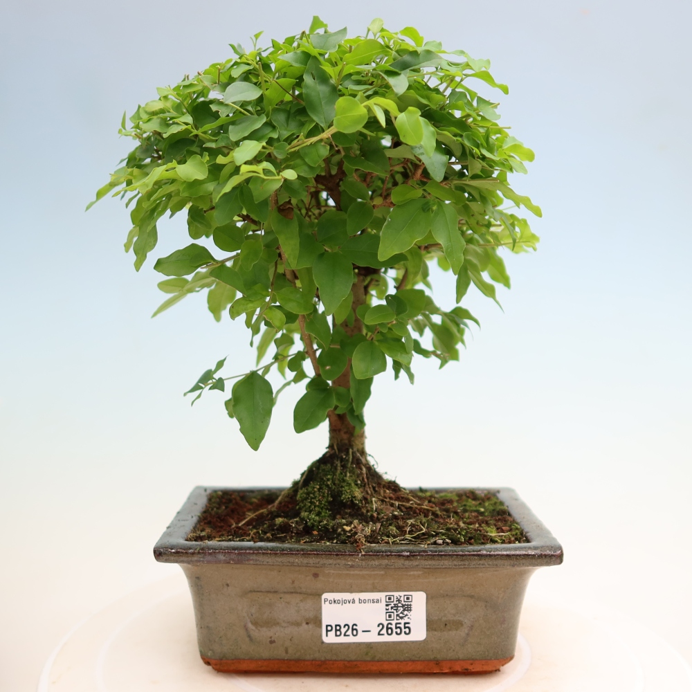 Zimmer Bonsai -Ligustrum chinensis - Vogelschnabel