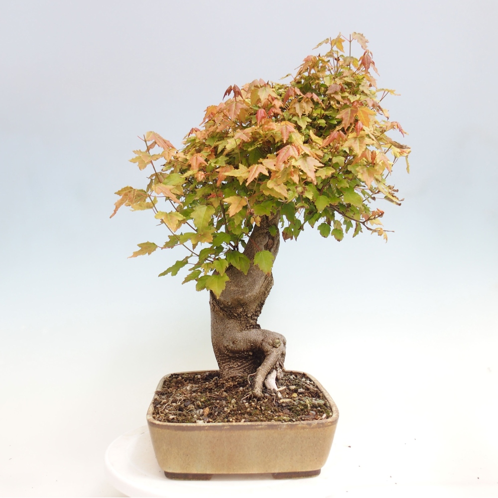 Bonsai für draußen - Acer Buergerianum - Bergahorn