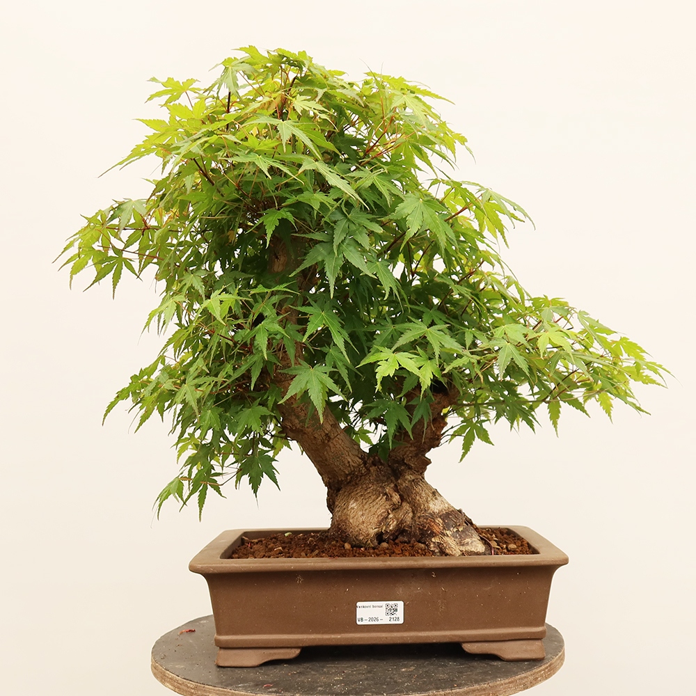 Bonsai für draußen - Ahorn palmatum - Palmen