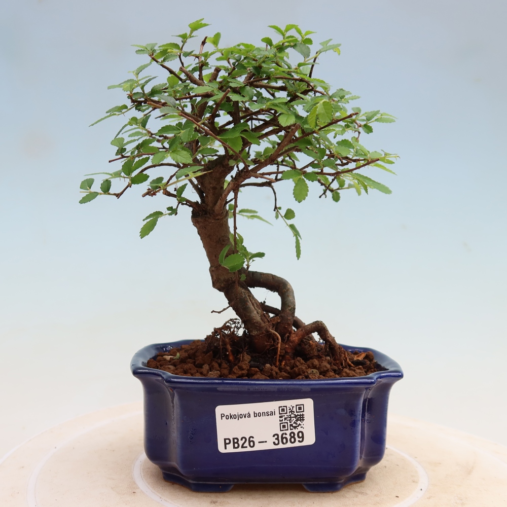 Zimmerbonsai - Ulmus parvifolia - Kleinblättrige Ulme