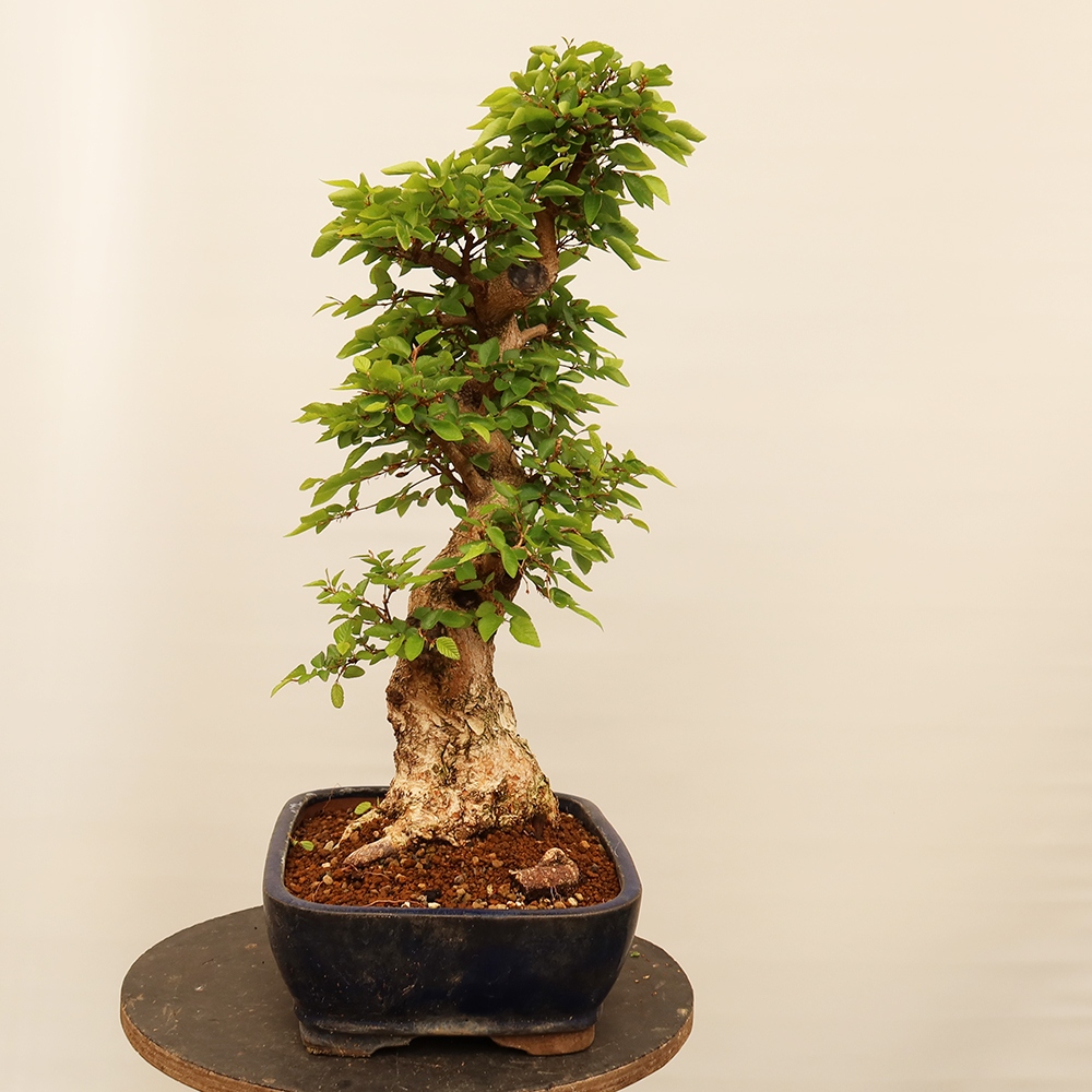 Bonsai für draußen - Karpinus Coreana - Koreanische Hainbuche
