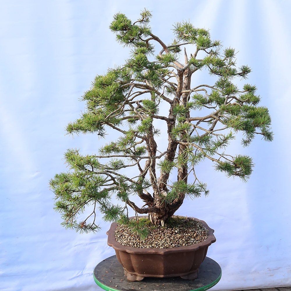 Pinus sylvestris Spanien – Waldkiefer