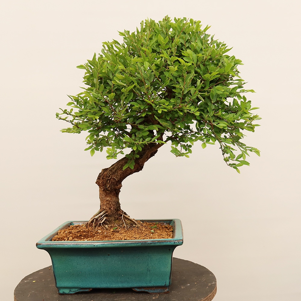 Bonsai für draußen - Zelkova - Zelkova NIRE