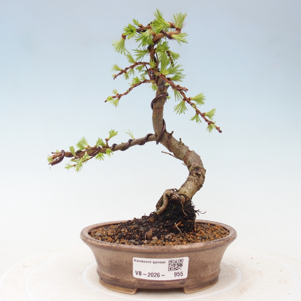 Bonsai für draußen - Larix Kaempferi - Japanische Lärche
