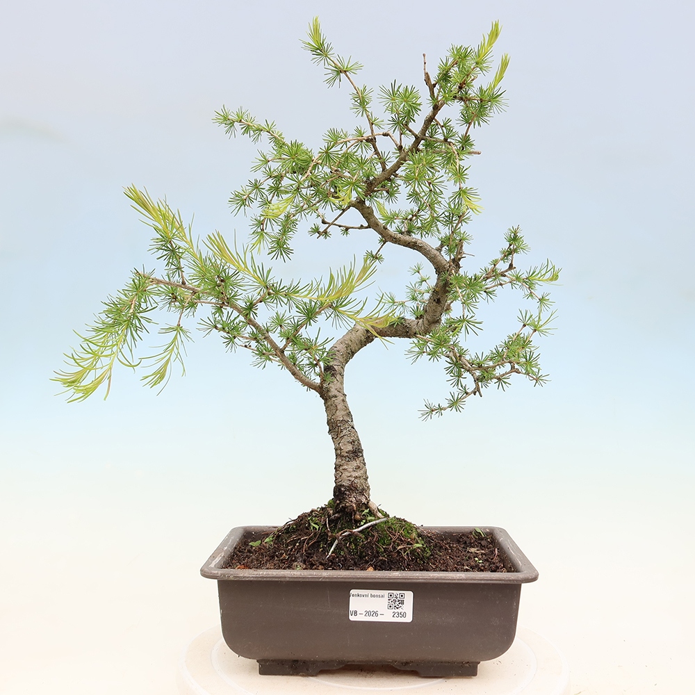 Bonsai für draußen -Larix decidua - Lärche