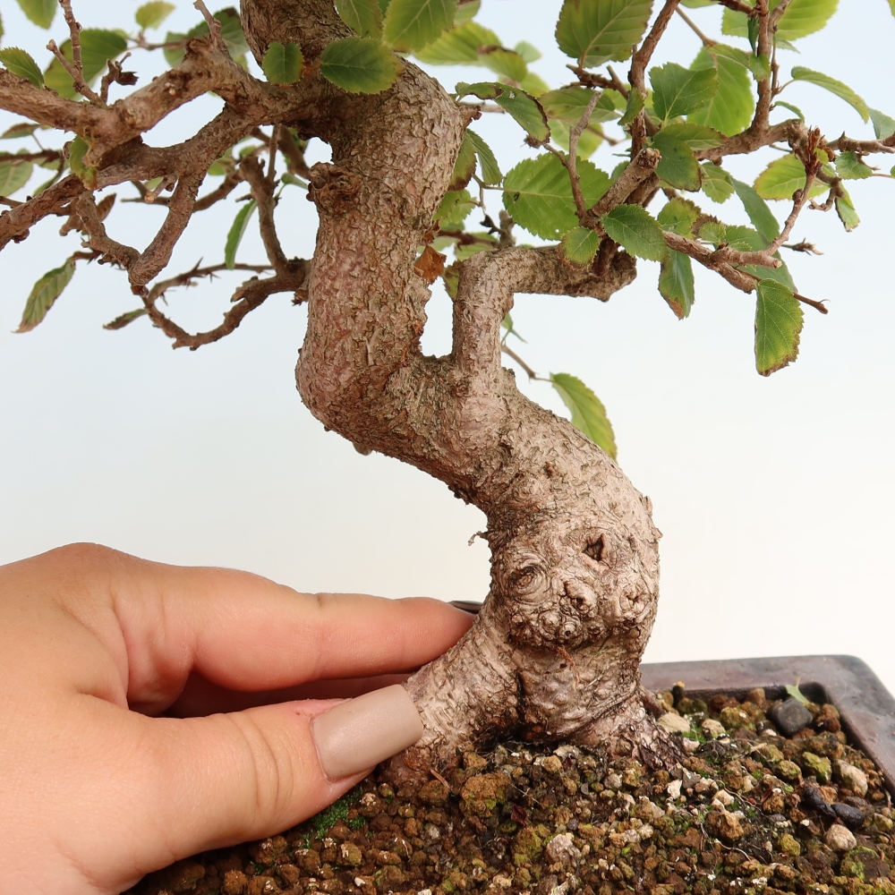 Bonsai für draußen -Carpinus CARPINOIDES - Koreanische Hainbuche