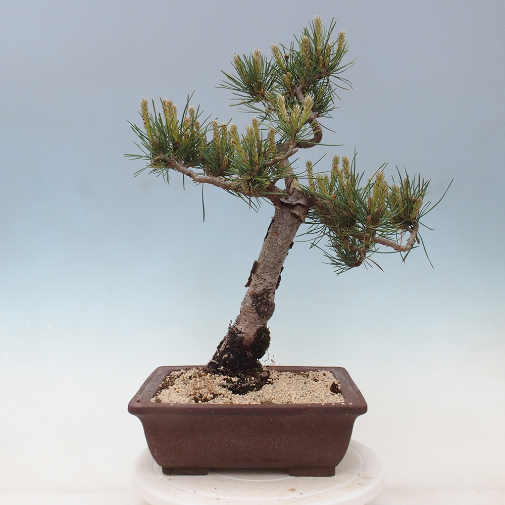Bonsai für draußen - Pinus Sylvestris Watererri - Waldkiefer