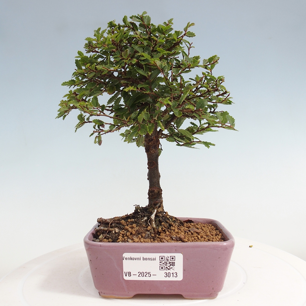Bonsai für draußen - Ulmus parvifolia Sagei - Kleinblättrige Ulme