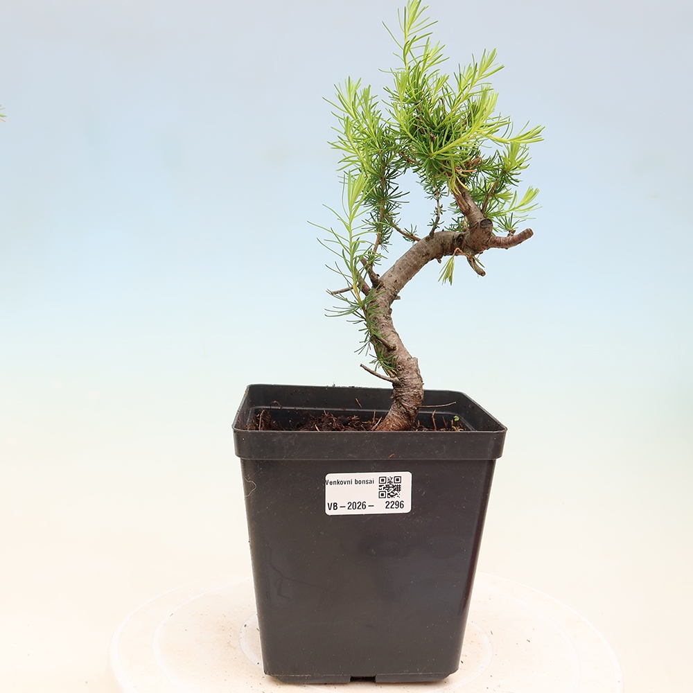 Bonsai für draußen -Larix decidua - Lärche
