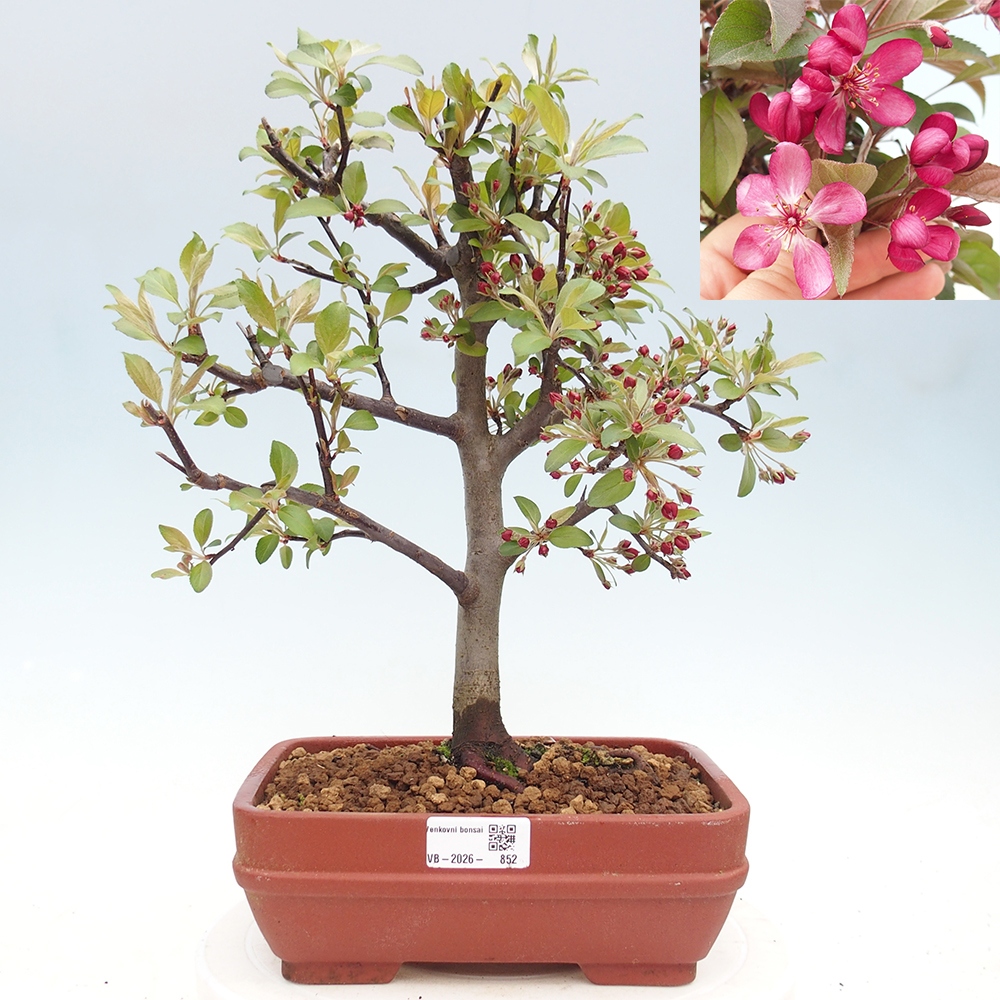 Outdoor-Bonsai -Malus domestica - Kleinfrüchtiger rotblättriger Apfelbaum