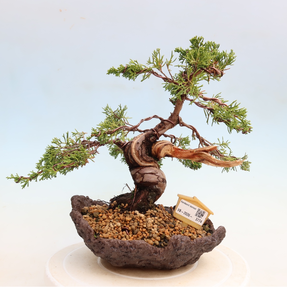 Bonsai für draußen - Juniperus chinensis Itoigawa-Juniperus chinensis