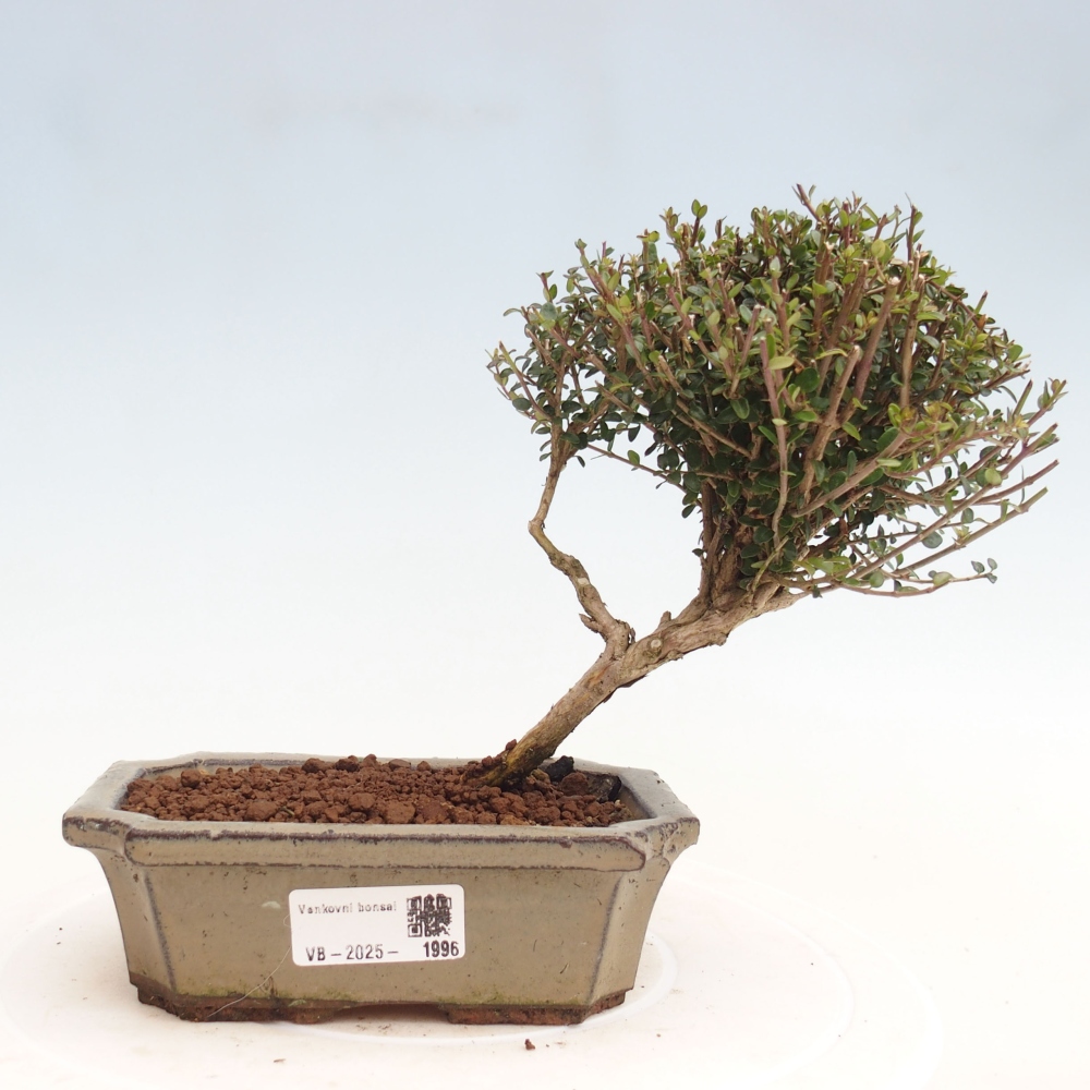 Freiland-Bonsai-Lonicera nitida Twiggy -Geißblatt